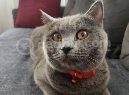 Biritish Shorthair Kedimize Yeni Yuva Arıyoruz