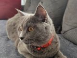 Biritish Shorthair Kedimize Yeni Yuva Arıyoruz