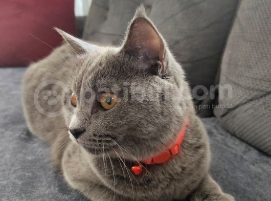 Biritish Shorthair Kedimize Yeni Yuva Arıyoruz görsel