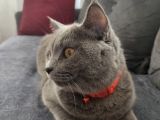 Biritish Shorthair Kedimize Yeni Yuva Arıyoruz