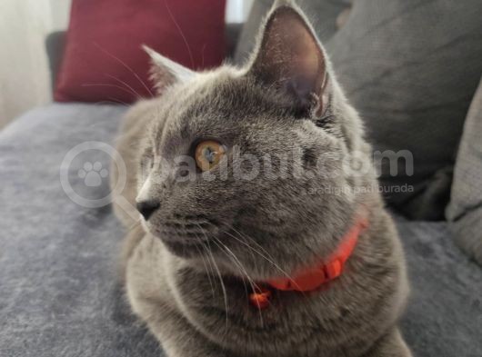 Biritish Shorthair Kedimize Yeni Yuva Arıyoruz görsel