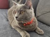 Biritish Shorthair Kedimize Yeni Yuva Arıyoruz