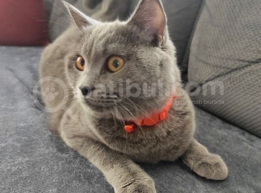 Biritish Shorthair Kedimize Yeni Yuva Arıyoruz görsel