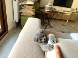 Scottish Fold