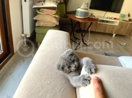 Scottish Fold