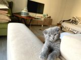 Scottish Fold
