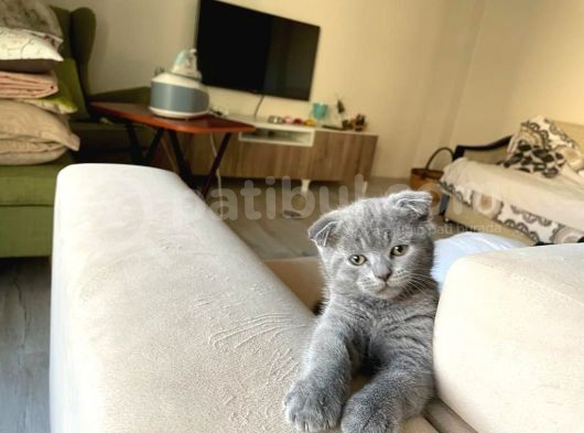 Scottish Fold görsel