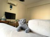 Scottish Fold