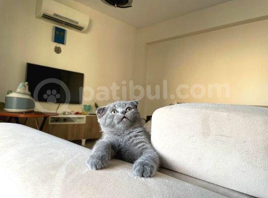 Scottish Fold görsel