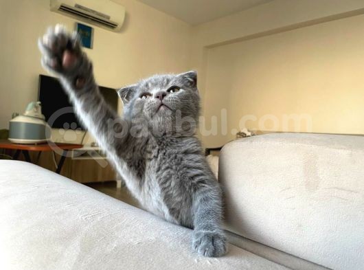 Scottish Fold görsel