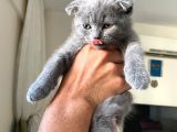 Scottish Fold