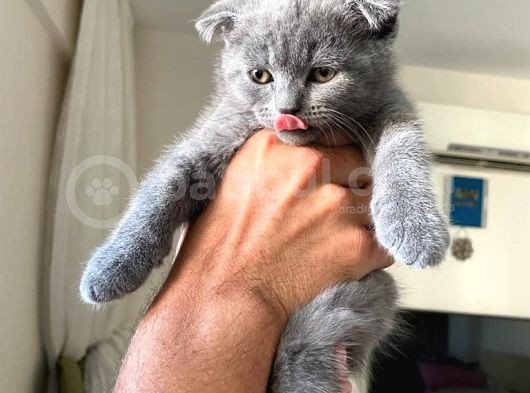 Scottish Fold görsel