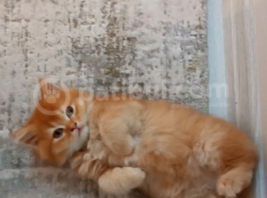 Portakal Oğlumuza Yeni Yuva Arıyoruz görsel