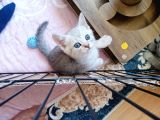 Anne Baba Kendi Kedilerim Olan 2 Aylık Yavrularım Sahiplendirme
