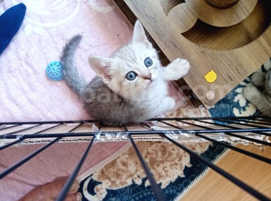 Anne Baba Kendi Kedilerim Olan 2 Aylık Yavrularım Sahiplendirme görsel