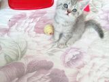 Anne Baba Kendi Kedilerim Olan 2 Aylık Yavrularım Sahiplendirme