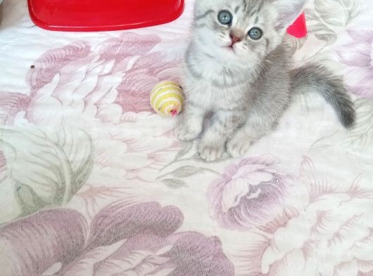 Anne Baba Kendi Kedilerim Olan 2 Aylık Yavrularım Sahiplendirme görsel