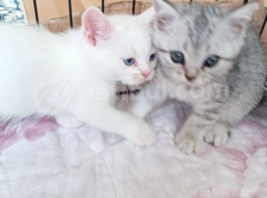 Anne Baba Kendi Kedilerim Olan 2 Aylık Yavrularım Sahiplendirme görsel