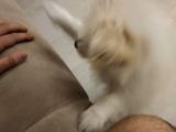 Oyuncu Ve Çok Hareketli Bir Irktır Çok Sevimlidir Söz Dinler