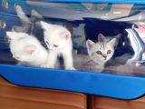 Anne Baba Kendi Kedilerim Olan 2 Aylık Yavrularım Sahiplendirme