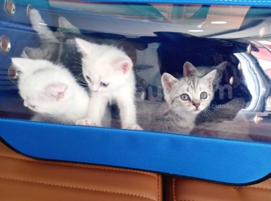 Anne Baba Kendi Kedilerim Olan 2 Aylık Yavrularım Sahiplendirme görsel