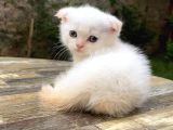Scottish Fold Ny12 33 Golden Point