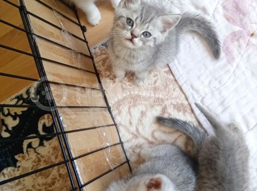 Anne Baba Kendi Kedilerim Olan 2 Aylık Yavrularım Sahiplendirme görsel