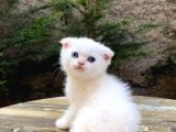 Scottish Fold NY12 33 Golden Point