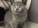 Gri Dünyalar Tatlısı Kızımız