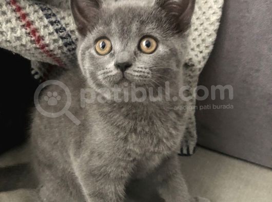 Gri Dünyalar Tatlısı Kızımız
