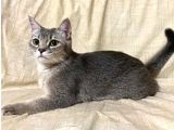 Dişi Uyguna British Shorthair Golden