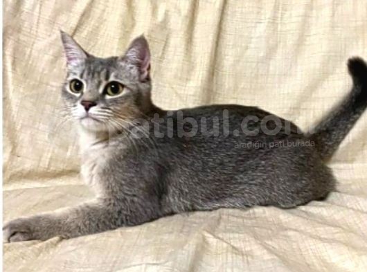 Dişi Uyguna British Shorthair Golden görsel