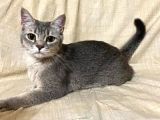 Dişi Uyguna British Shorthair Golden