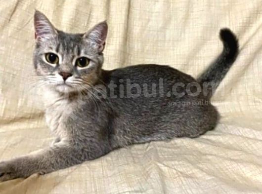 Dişi Uyguna British Shorthair Golden