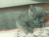 2 Aylık Yavru British Shorthair
