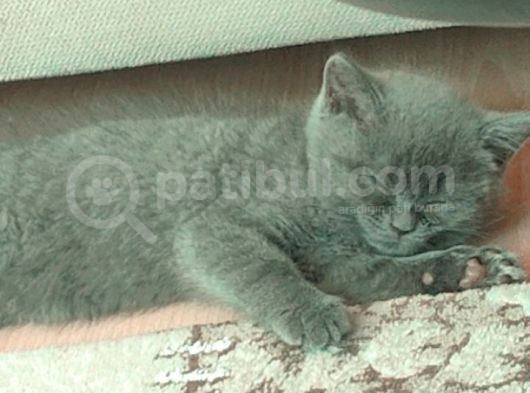 2 Aylık Yavru British Shorthair