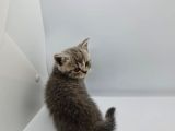 Minik Patiler Yeni Yuva Arıyor