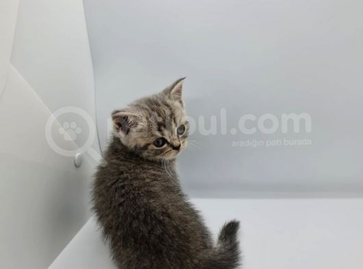Minik Patiler Yeni Yuva Arıyor görsel