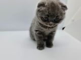 Minik Patiler Yeni Yuva Arıyor