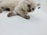 Minik Patiler Yeni Yuva Arıyor
