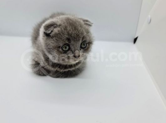 Minik Patiler Yeni Yuva Arıyor görsel