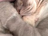 Paşamiza Bri̇ti̇sh Shorthai̇r Ve Scottish Fold Di̇şi̇ Eş Ariyoruz