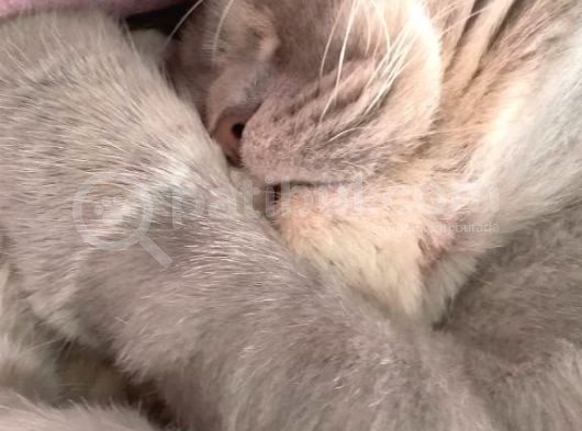 Paşamiza Bri̇ti̇sh Shorthai̇r Ve Scottish Fold Di̇şi̇ Eş Ariyoruz görsel