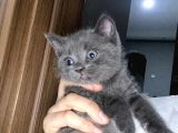 British Shorthair Yavrularım Yeni Yuvasını Arıyor