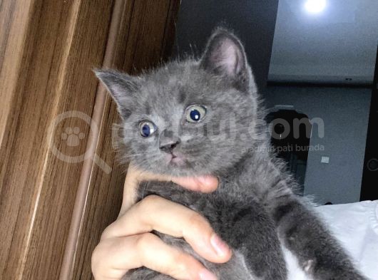 British Shorthair Yavrularım Yeni Yuvasını Arıyor görsel