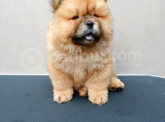 Dünyalar Tatlisi Chow Chow Kizimiz