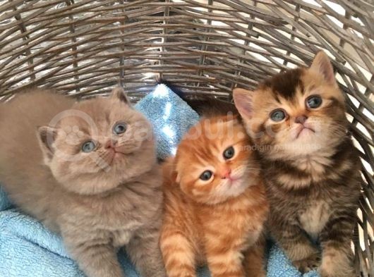1.5 Aylık Erkek British Longhair görsel