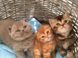 1.5 Aylık Erkek British Shorthair