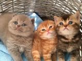 1.5 Aylık Erkek British Shorthair