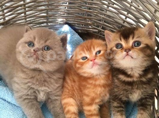 1.5 Aylık Erkek British Shorthair görsel